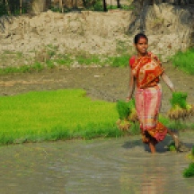 Frau pflanzt Reis